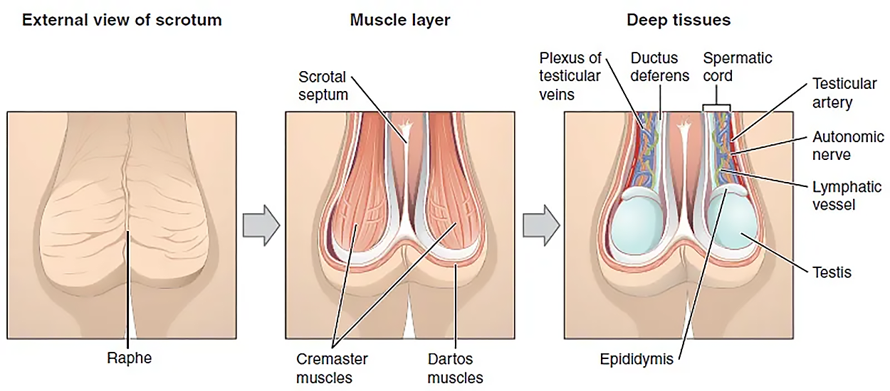 This figure shows the scrotum and testes. The left panel shows the external view of the scrotum, the middle panel shows the muscle layer and the right panel shows the deep tissues of the scrotum.
