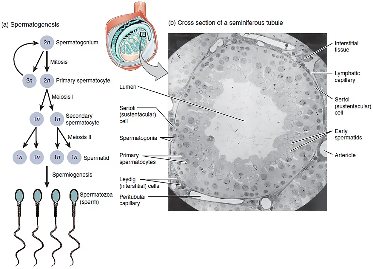 This figure shows the steps in spermatogenesis. The left panel shows a flow chart that outlines the different steps in the formation of sperm. The right panel shows a micrograph with the cross-section of a seminiferous tubule.