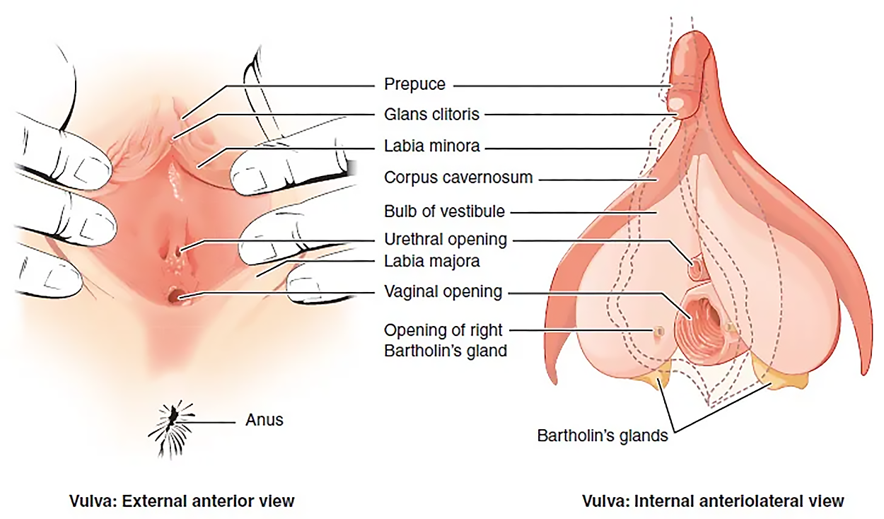 This figure shows the parts of the vulva. The right panel shows the external anterior view and the left panel shows the internal anterolateral view. The major parts are labeled.