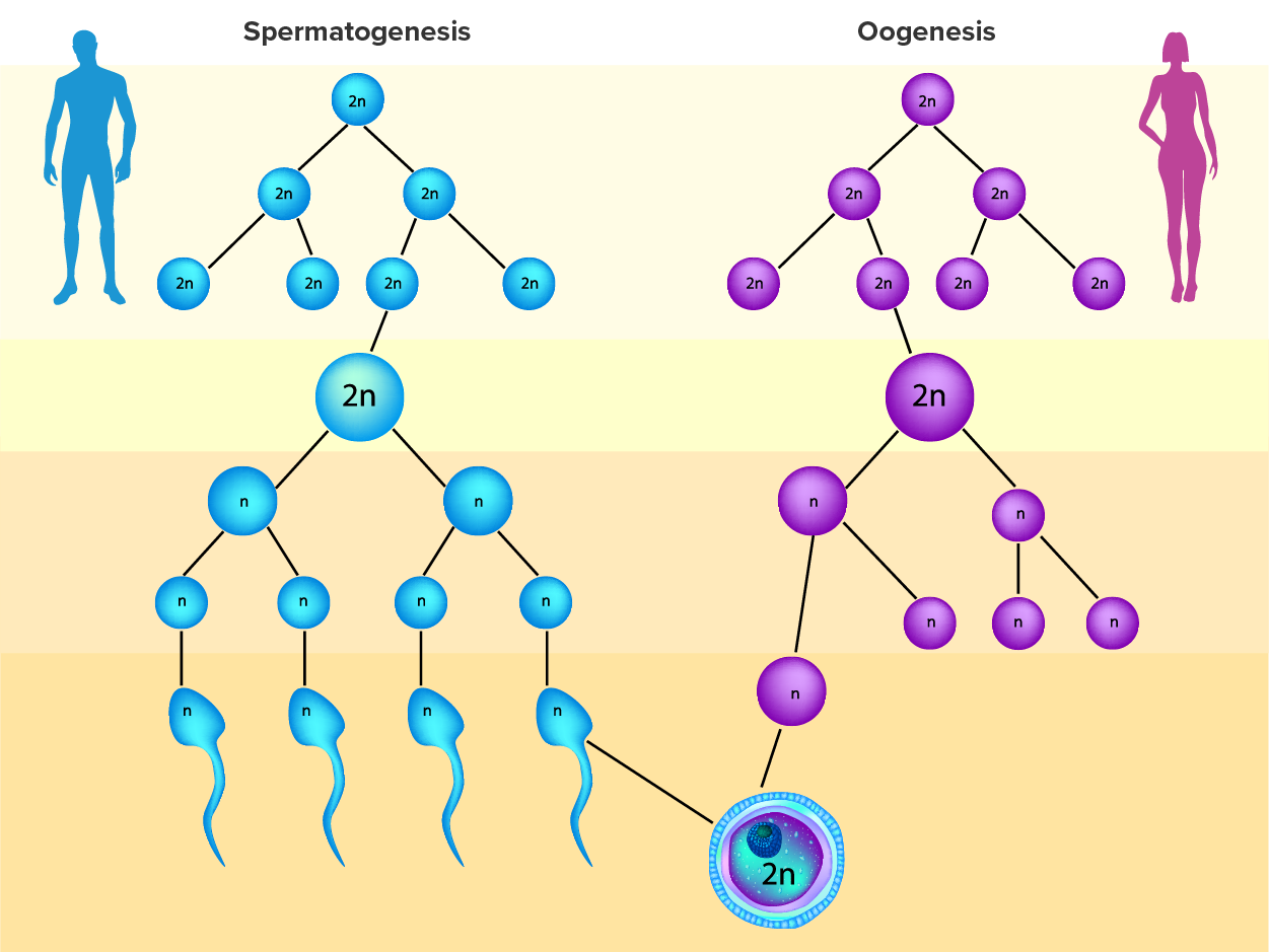 Illustration shows the outcomes of spermatogenesis on the left and oogenesis on the right shown as “2n” becoming 4 “n” for the male and “2n” becoming 1 “n” for the female.  Both single “n” becomes the “2n” zygote at the middle bottom.