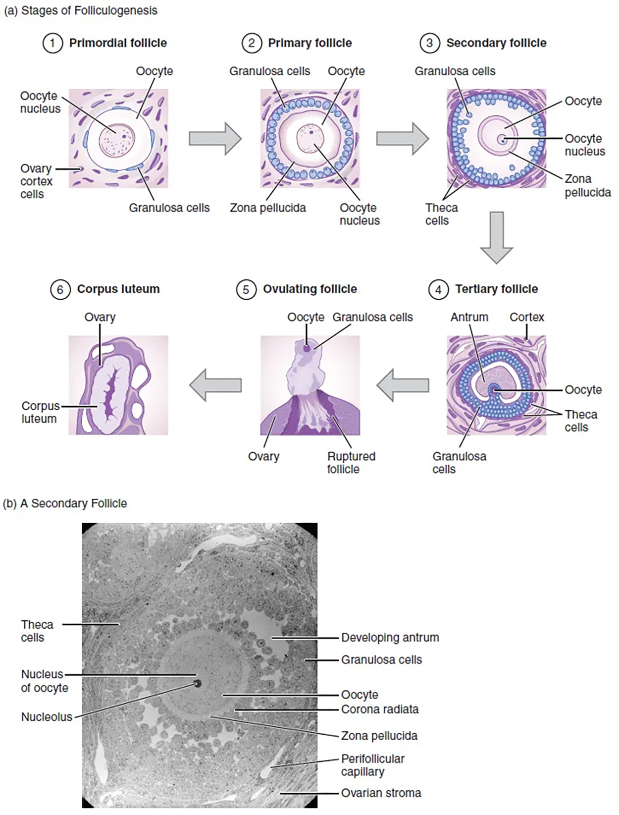 Folliculogenesis - (a) The maturation of a follicle is shown in a clockwise direction proceeding from the primordial follicles. FSH stimulates the growth of a tertiary follicle, and LH stimulates the production of estrogen by granulosa and theca cells. Once the follicle is mature, it ruptures and releases the oocyte. Cells remaining in the follicle then develop into the corpus luteum. (b) In this electron micrograph of a secondary follicle, the oocyte, theca cells (thecae folliculi), and developing antrum are clearly visible. EM × 1100. (Micrograph provided by the Regents of University of Michigan Medical School © 2012) This multipart figure shows how follicles are generated. The top panel shows the six stages of folliculogenesis. In each stage, the major cell types are labeled. The bottom part shows a micrograph of a secondary follicle and the major parts are labeled.