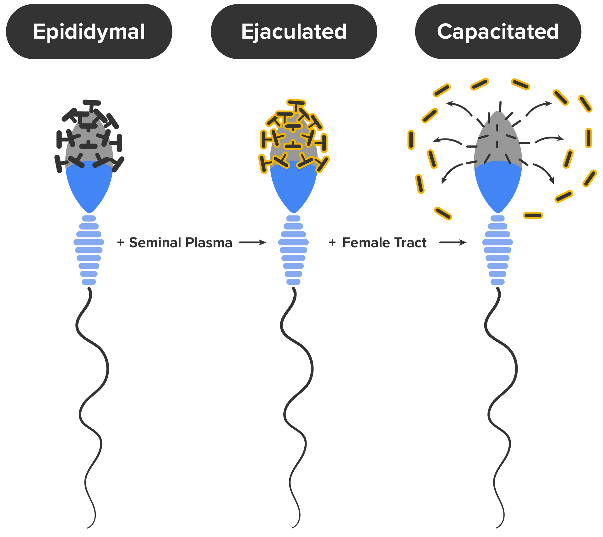 Illustration of three sperm one in the epididymis stage, one at the ejaculated stage, and one at the capacitated stage.