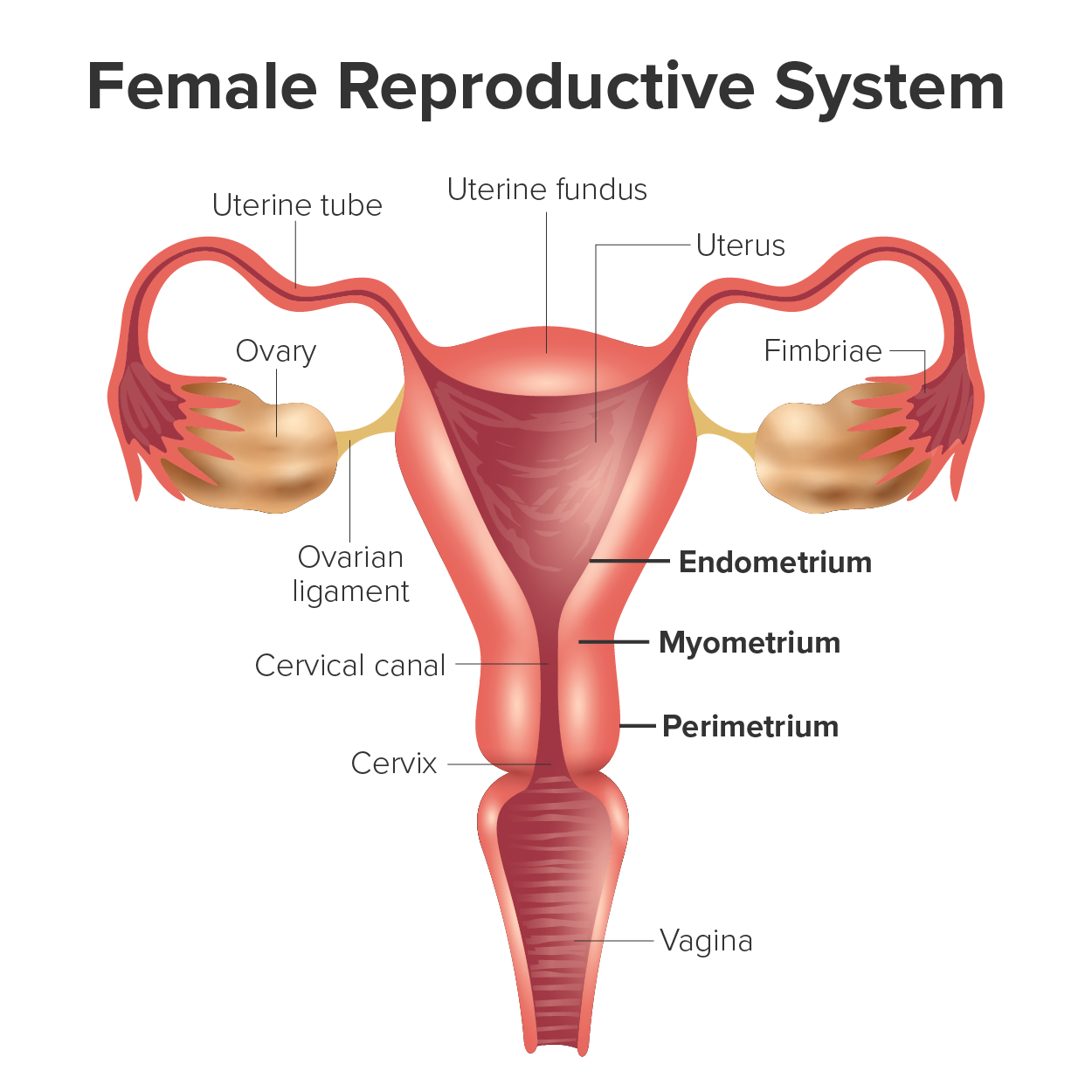 The Layers of the Uterus in the Female Reproductive Tract Illustration of female reproductive system. The labels include (in clockwise direction); uterine fundus, uterus, fimbriae, endometrium, myometrium, perimetrium, vagina, cervix, cervical canal, ovarian ligament, ovary, and uterine tube.