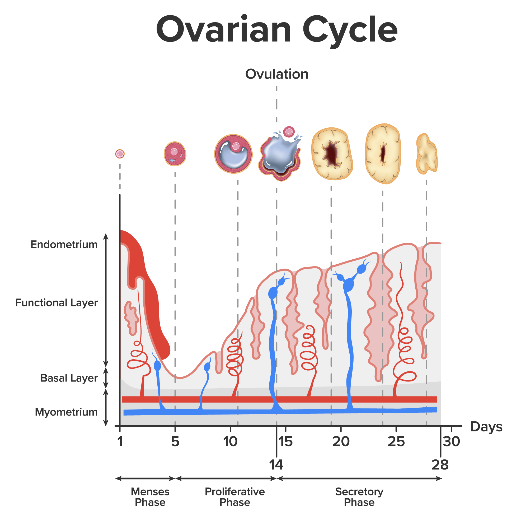 Phases of the Uterine Cycle relative to the Ovarian Cycle and Changes in the Uterine Layers - The menses phase (menstruation) is followed by the proliferative phase and then, following ovulation, the secretory phase. Illustration on the Uterine cycle shown as a circle with 28 days inside the circle. Day 1 is at twelve o'clock and days 1–6 are in the menses phase. Days 7–12 are in the proliferative phase. Days 13–15 are in ovulation. Days 16–28 are in the secretory phase. This cycle is shown relative to the stages of the ovarian cycle and changes in the uterine layers