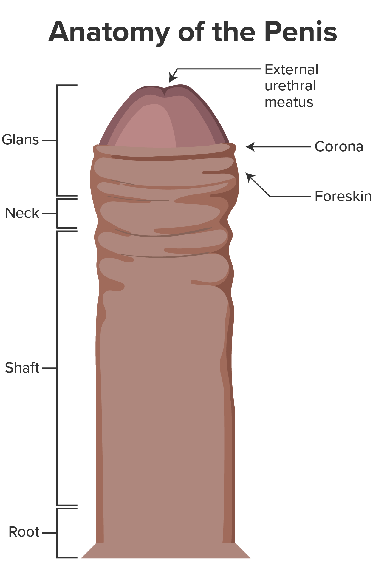 Illustration of the penis with the following labels: External urethral meatus, Corona, Foreskin, Glans, Neck, Shaft, and Root.