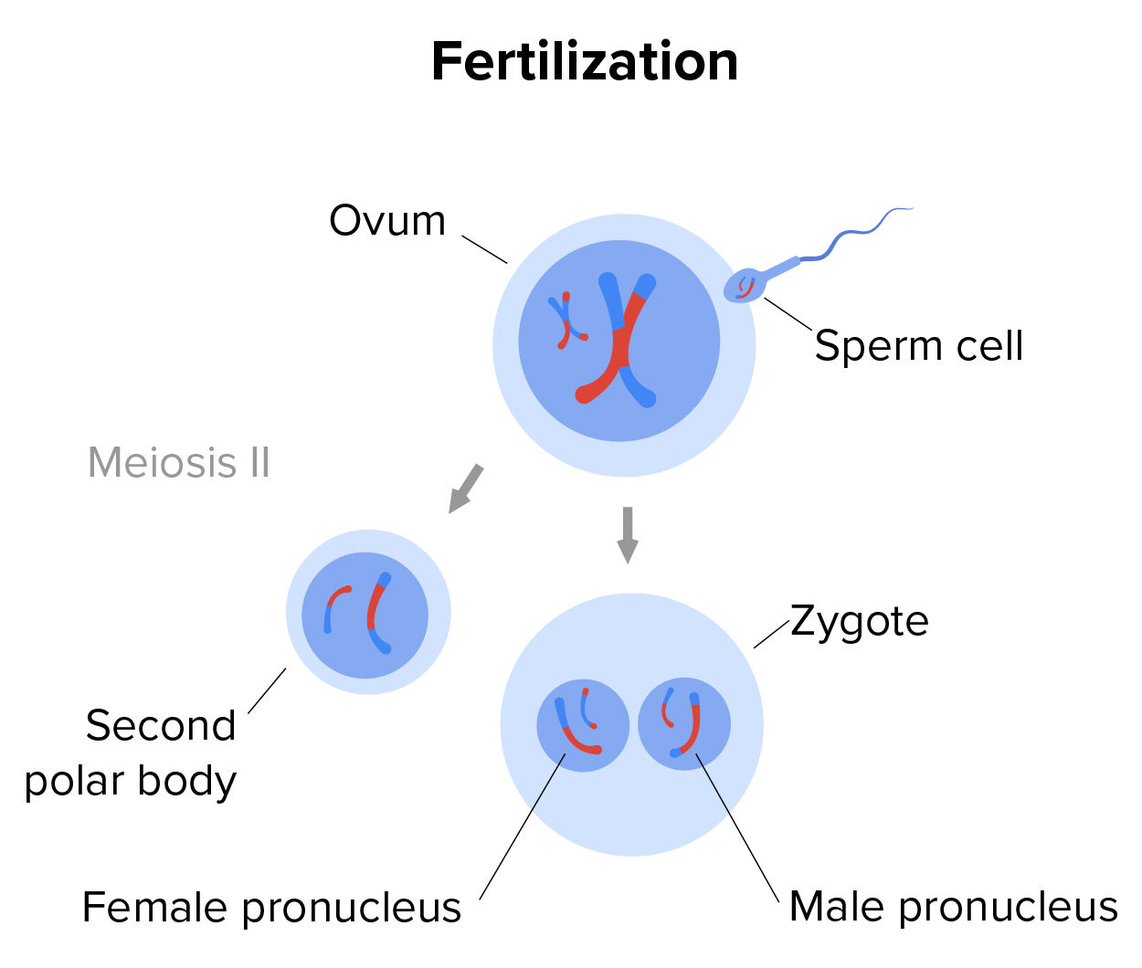 Illustration of reproduction system concept.  Ovum and sperm combine, then in Meiosis II the second polar body is ejected out and the zygote then only contains the female and male pronucleus.