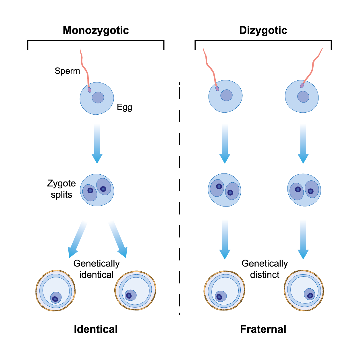 Illustration shows the difference between monozygotic and dizygotic twin formations.  On the left is monozygotic, a single sperm and single egg fuse then the zygote splits and forms two separate and genetically identical zygotes.  On the right is Dizygotic, two sperm fuse with two separate eggs and become two separate and genetically distinct zygotes.