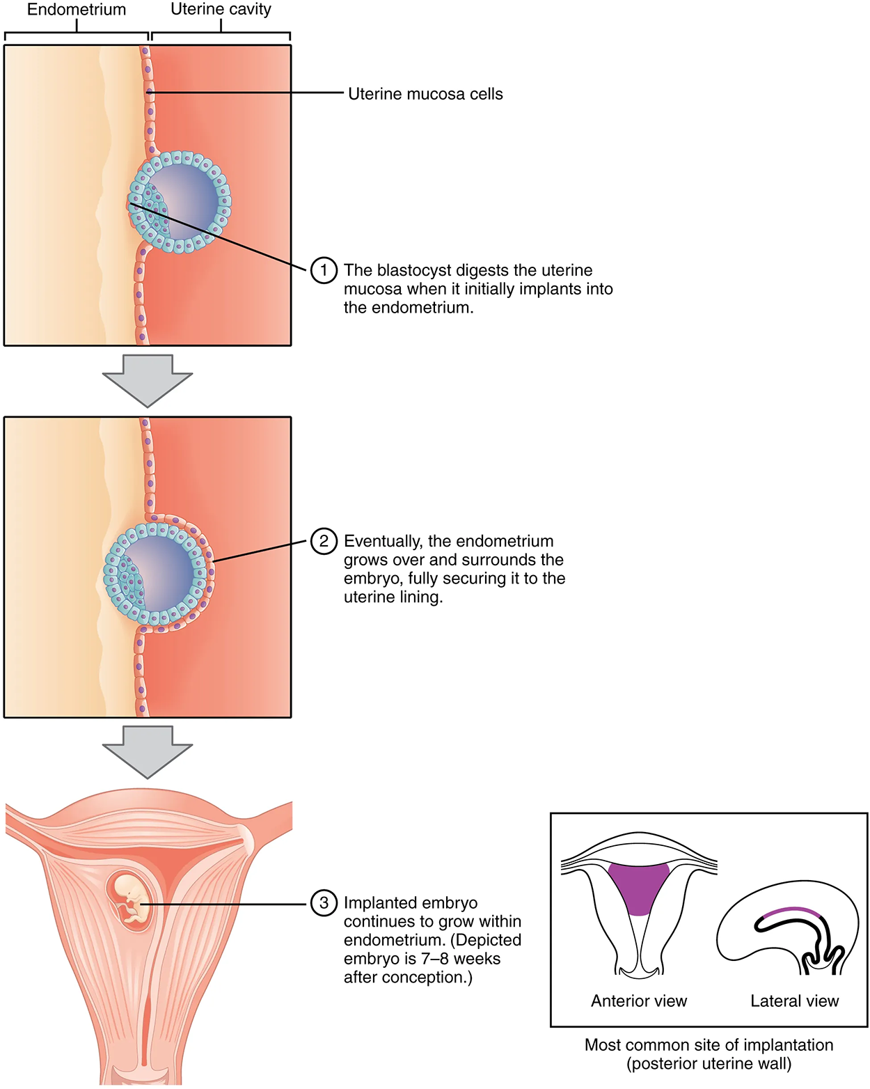 This figure shows the different steps during implantation. The top panel shows how the blastocyst burrows into the endometrium. The middle panel shows the blastocyst surrounded by the endometrium. The bottom panel shows the implanted embryo growing in the uterus.