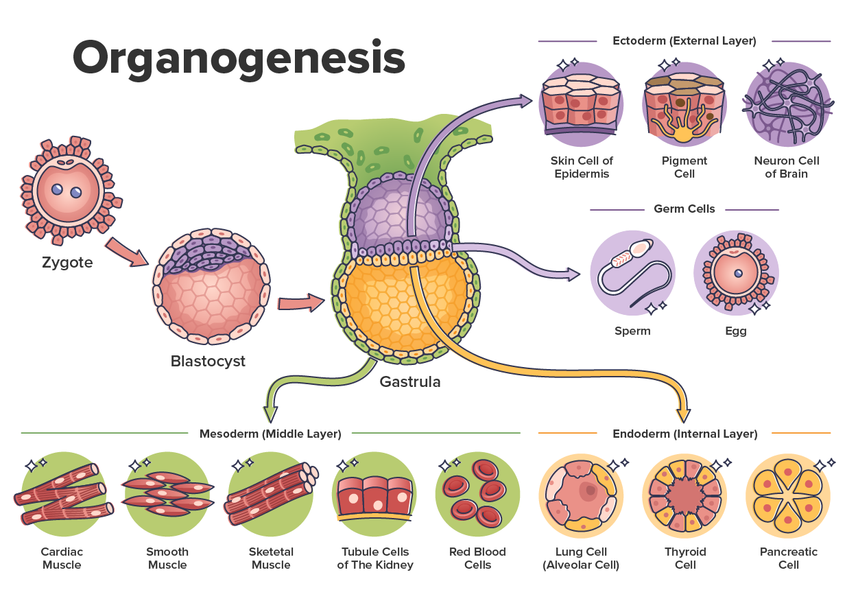Illustration of organogenesis.  From the gastrula, four branches of layers/cells are shown.  Branch one is labeled as ectoderm (external layer) with the following items; skin cells of the epidermis, pigment cells, and neuron cells of the brain.  Branch two is labeled germ cells with the following items; sperm and egg.  Branch three is labeled mesoderm (middle layer) with the following items; cardiac muscle, smooth muscle, skeletal muscle, tubule cells of the kidney, and red blood cells.  Branch four is labeled endoderm (internal layer) with the following items: lung cell (alveolar cell), thyroid cell, and pancreatic cell.