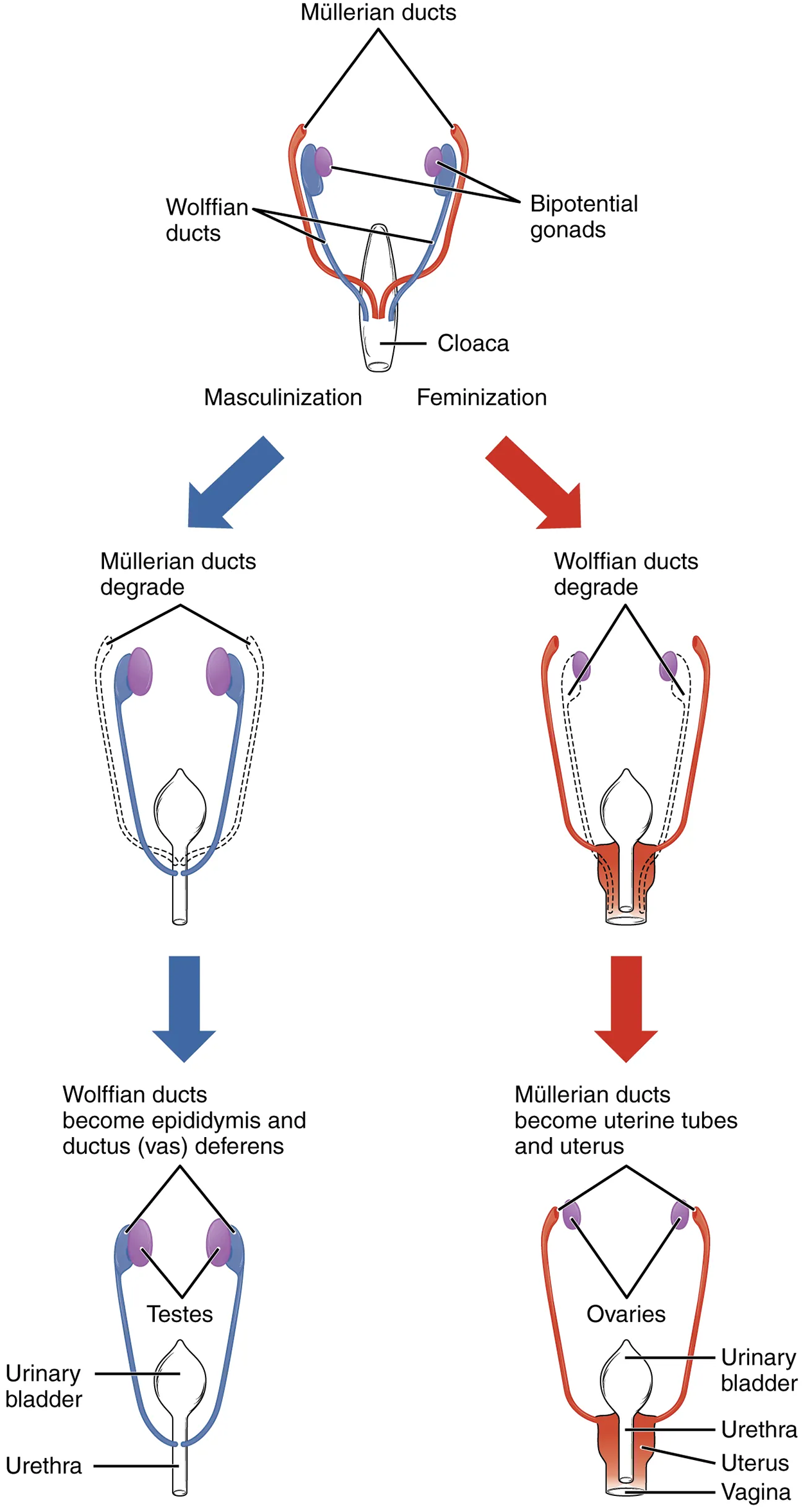 This flow chart shows how the sexual organs develop in embryos. The left side of the flow chart shows the development of male organs and the right side of the flow chart shows the development of female organs.