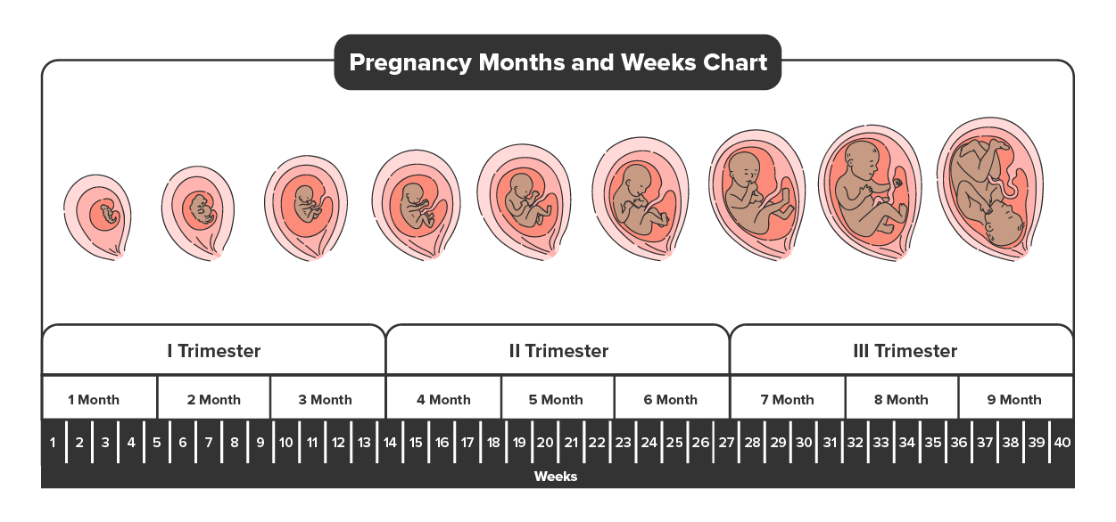 Chart shows the 40 weeks of pregnancy broken out into first trimester (including months 1–3), the second trimester (including months 4–6), and the third trimester (including months 7–9).