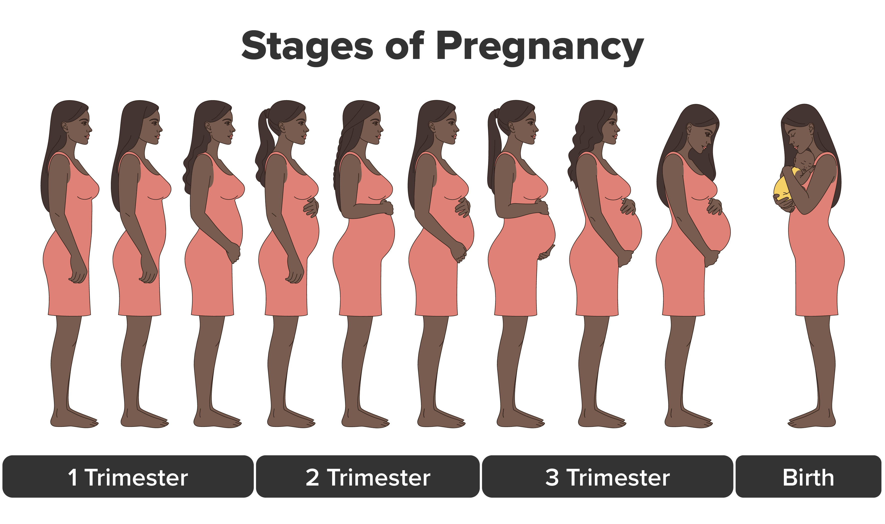 Shows a mother’s abdominal changes during all stages of pregnancy.