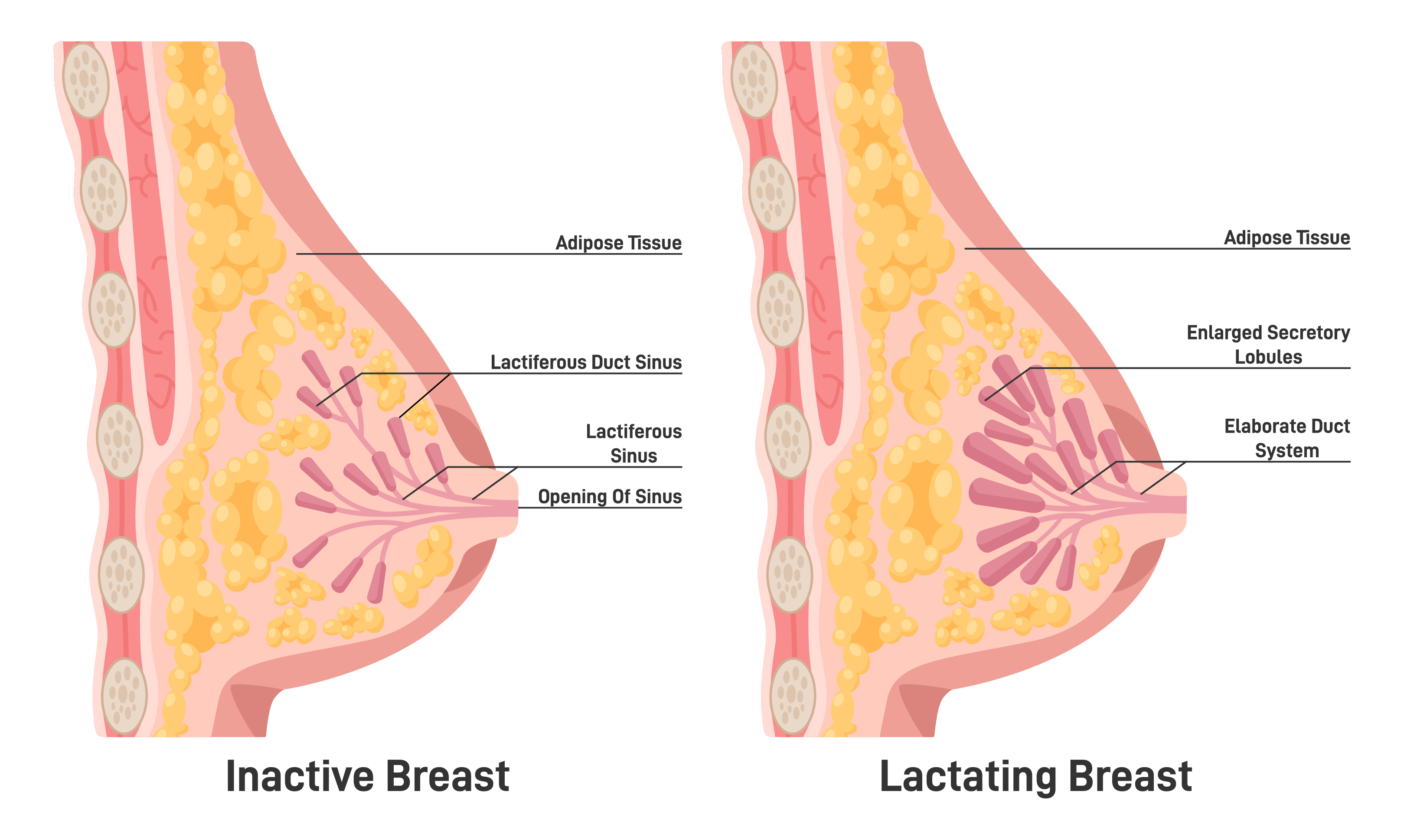 Illustration of an inactive and lactating breast.