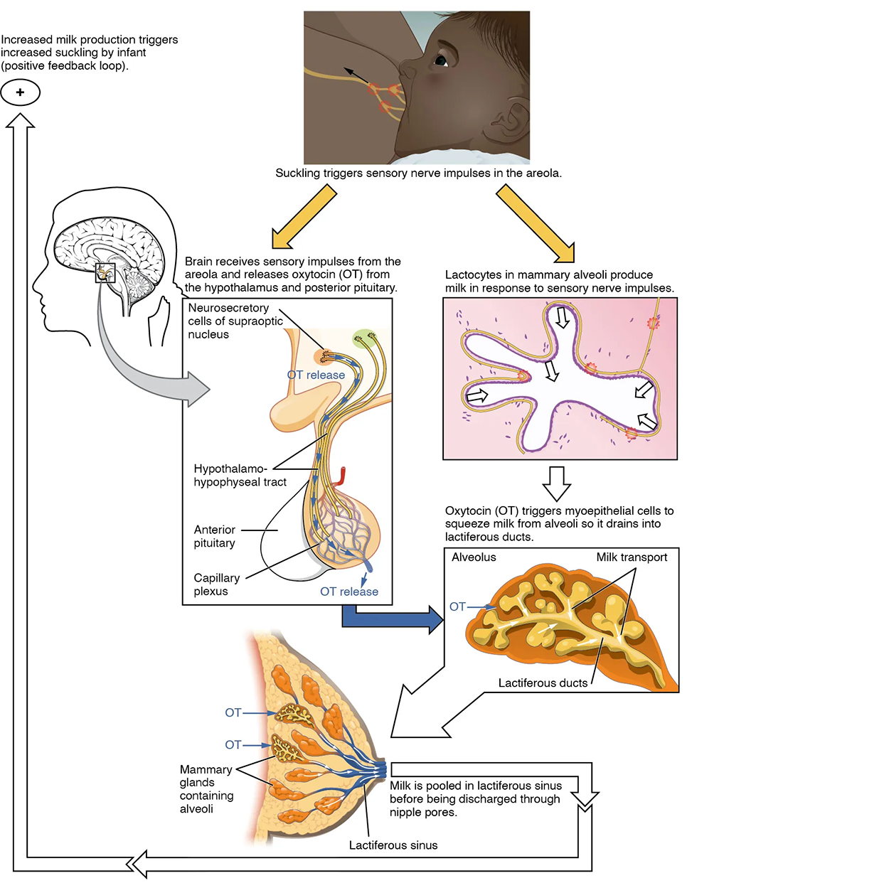 This figure shows the process of let down reflex, the process in which the brain receives sensory impulses to release the hormones necessary for producing and discharging milk to the suckling newborn.