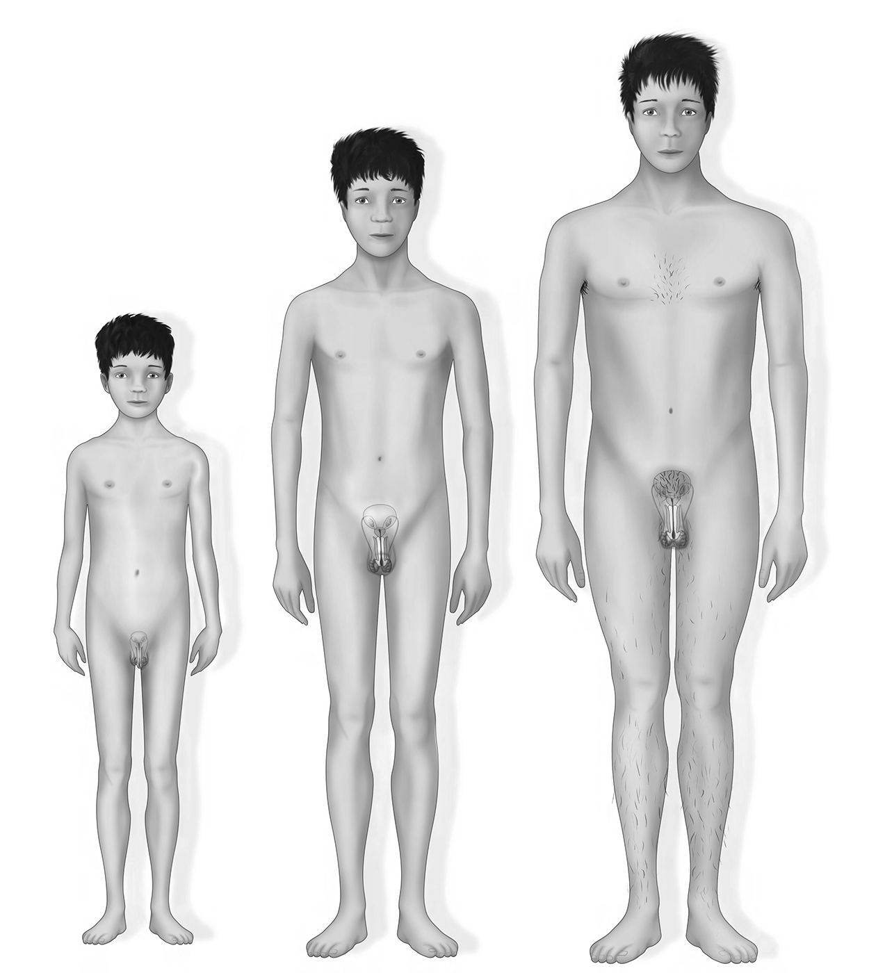 Illustration of a male as a toddler, an adolescent, and as an adult.
