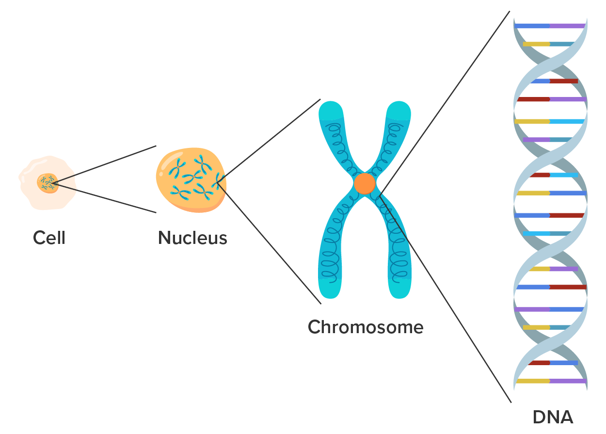 The Relationship Among Cells, Nuclei, Chromosomes, and DNA Illustration shows a cell on the left moving to the right into a nucleus which moves to the right to transform into a chromosome and then finally to the right as DNA.