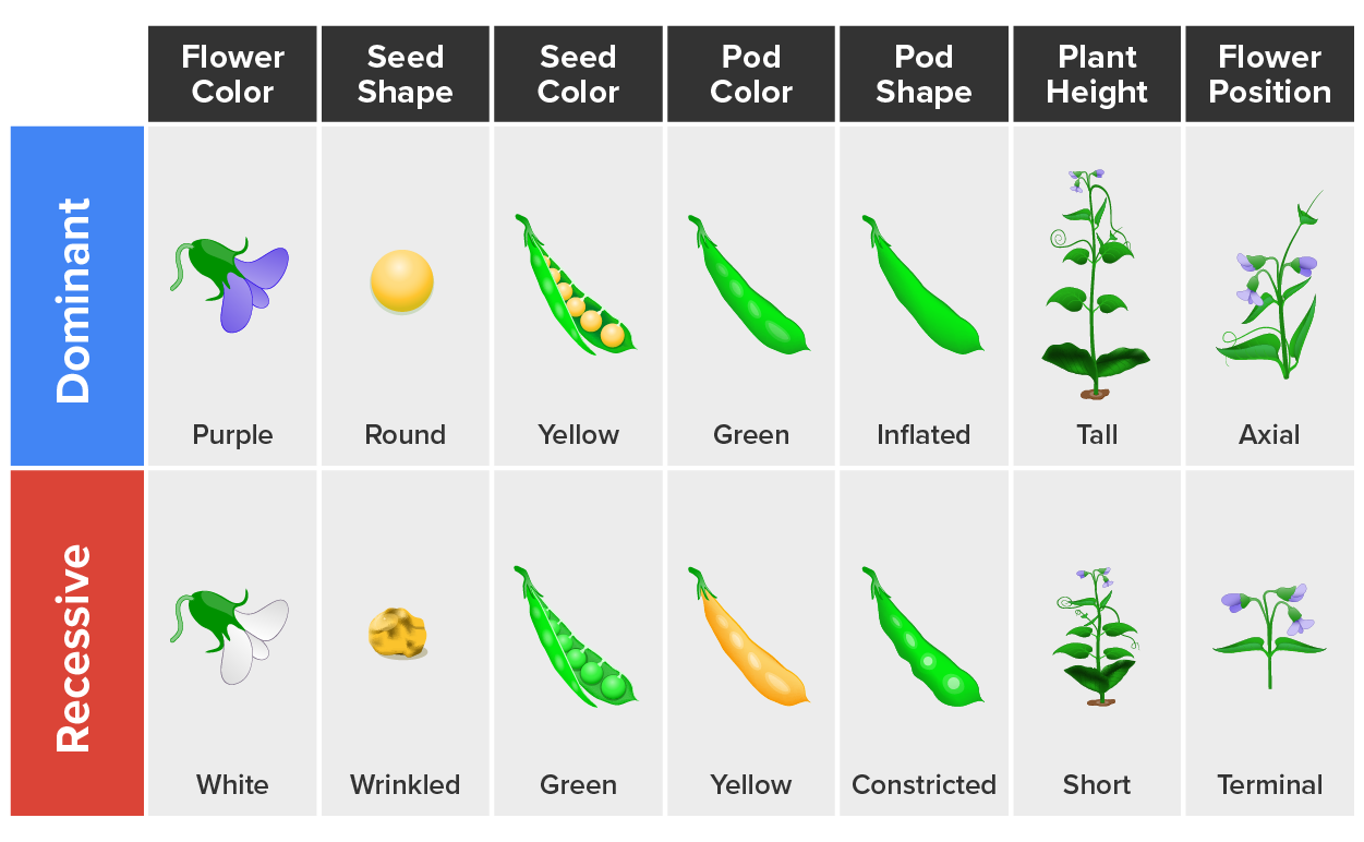 Independently Assorting Pea Plant Traits Studied by Mendel Chart with two rows listed as dominant and recessive along the top is characteristics of pea pods. Moving across the chart left to right. Flower color (purple is dominant and white is recessive), Seed shape (round is dominant and wrinkled is recessive), Seed color (yellow is dominant and green is recessive), Pod color (green is dominant and yellow is recessive), Pod shape (inflated is dominant and constricted is recessive), Plant height (tall is dominant and short is recessive), Flower position (axial is dominant and terminal is recessive).