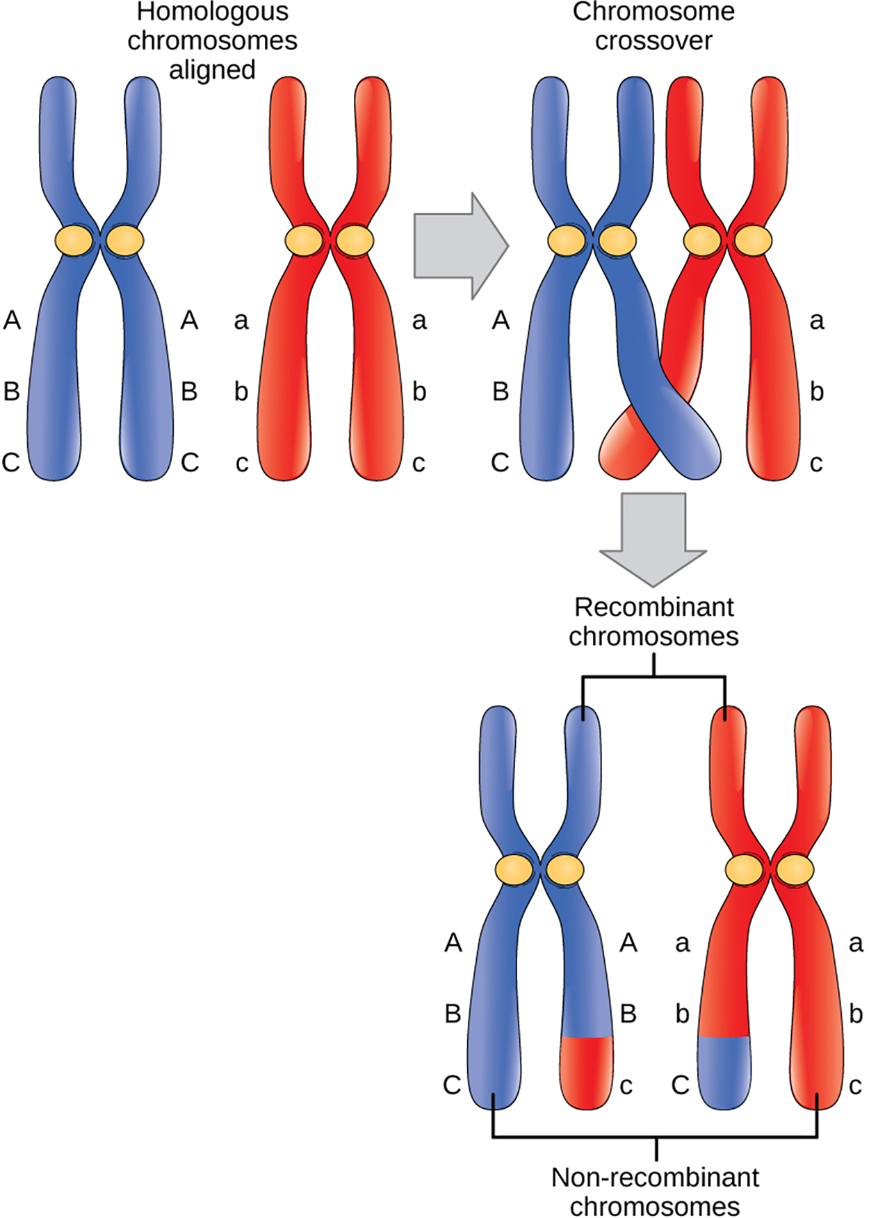 Crossover During Meiosis - In this illustration of the effects of crossing over, the blue chromosome came from the individual’s father and the red chromosome came from the individual’s mother. Crossover occurs between non-sister chromatids of homologous chromosomes. The result is an exchange of genetic material between homologous chromosomes. The chromosomes that have a mixture of maternal and paternal sequence are called recombinant and the chromosomes that are completely paternal or maternal are called non-recombinant. This illustration shows a pair of homologous chromosomes that are aligned. the ends of two non-sister chromatids of the homologous chromosomes cross over, and genetic material is exchanged. the non-sister chromatids between which genetic material was exchanged are called recombinant chromosomes. the other pair of non-sister chromatids that did not exchange genetic material are called non-recombinant chromosomes.