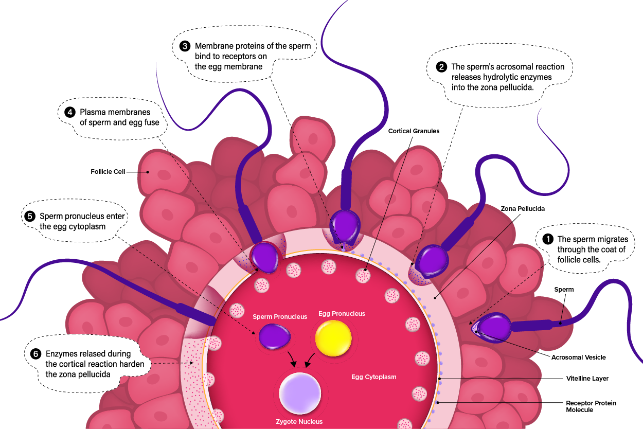 Illustration shows 6 steps that occur in human fertilization.  Step 1: The sperm migrates through the coat of follicle cells. 2: The sperm’s acrosomal reaction releases hydrolytic enzymes into the zona pellucida.  3: Membrane proteins of the sperm bind to receptors on the egg membrane. 4: Plasma membranes of sperm and eqq fuse. 5: Sperm pronucleus enters the egg cytoplasm.  6: Enzymes released during the cortical reaction harden the zona pellucida.