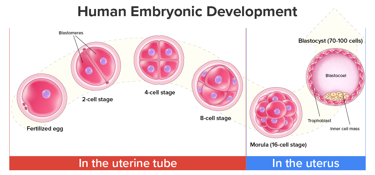 Illustration showing the 4 stages of embryonic development (including Fertilized egg, 2-cell stage, 4-cell stage, and 8-cell stage) that occur in the uterine tube.  It also shows 2 additional stages—Morula (16 cells) and Blastocyst (70–100 cells)—that occur in the uterus.