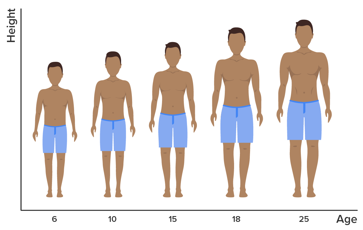 Shows progression of male growth starting at age 6 through 10, 15, 18, and 25.  The progression is a steady increase in growth.