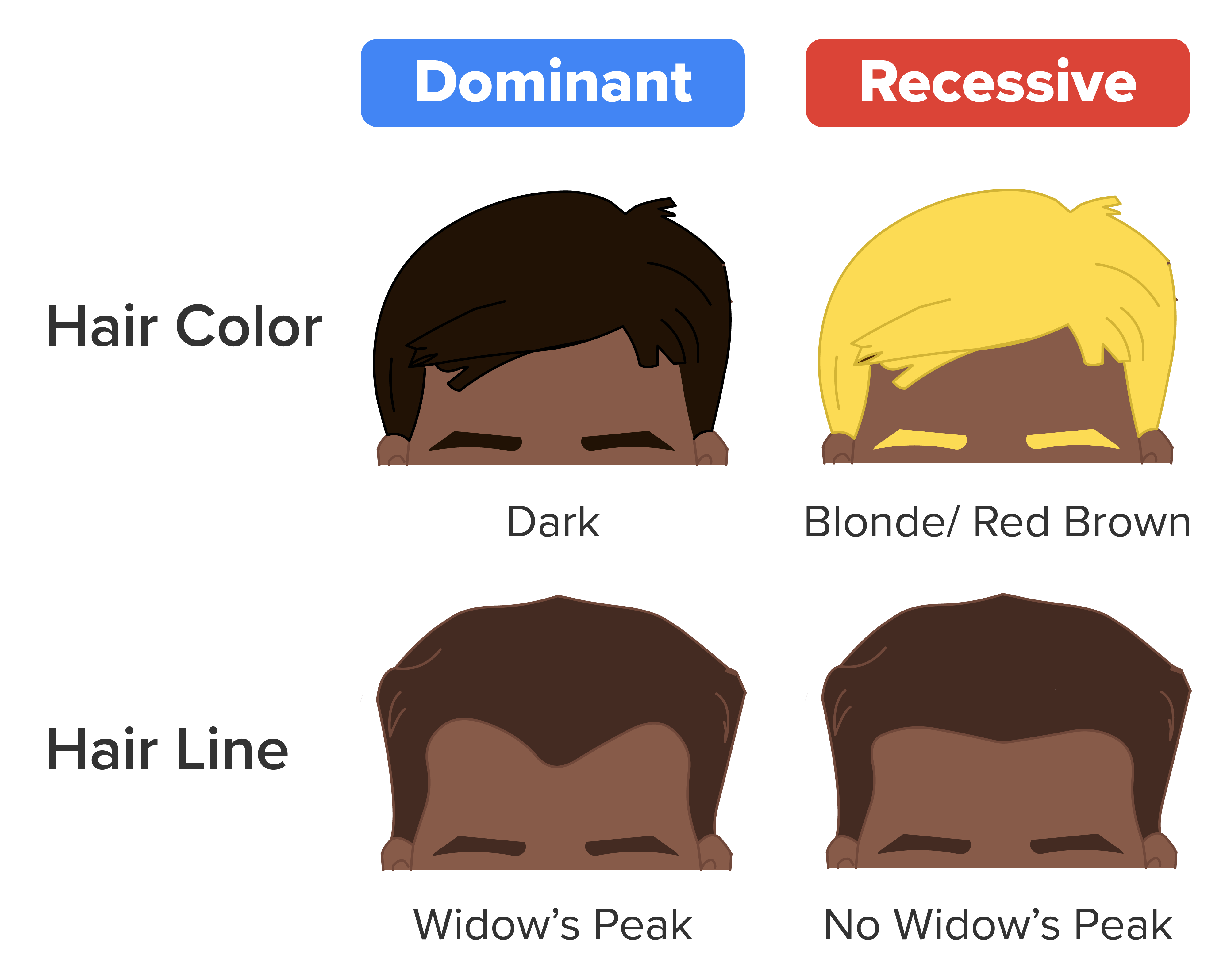 Examples of Dominant and Recessive Traits in Humans Examples include hair color (dark as dominant, blonde/red-brown as recessive) and hair line (widow’s peak as dominant, and no widow's peak as recessive).