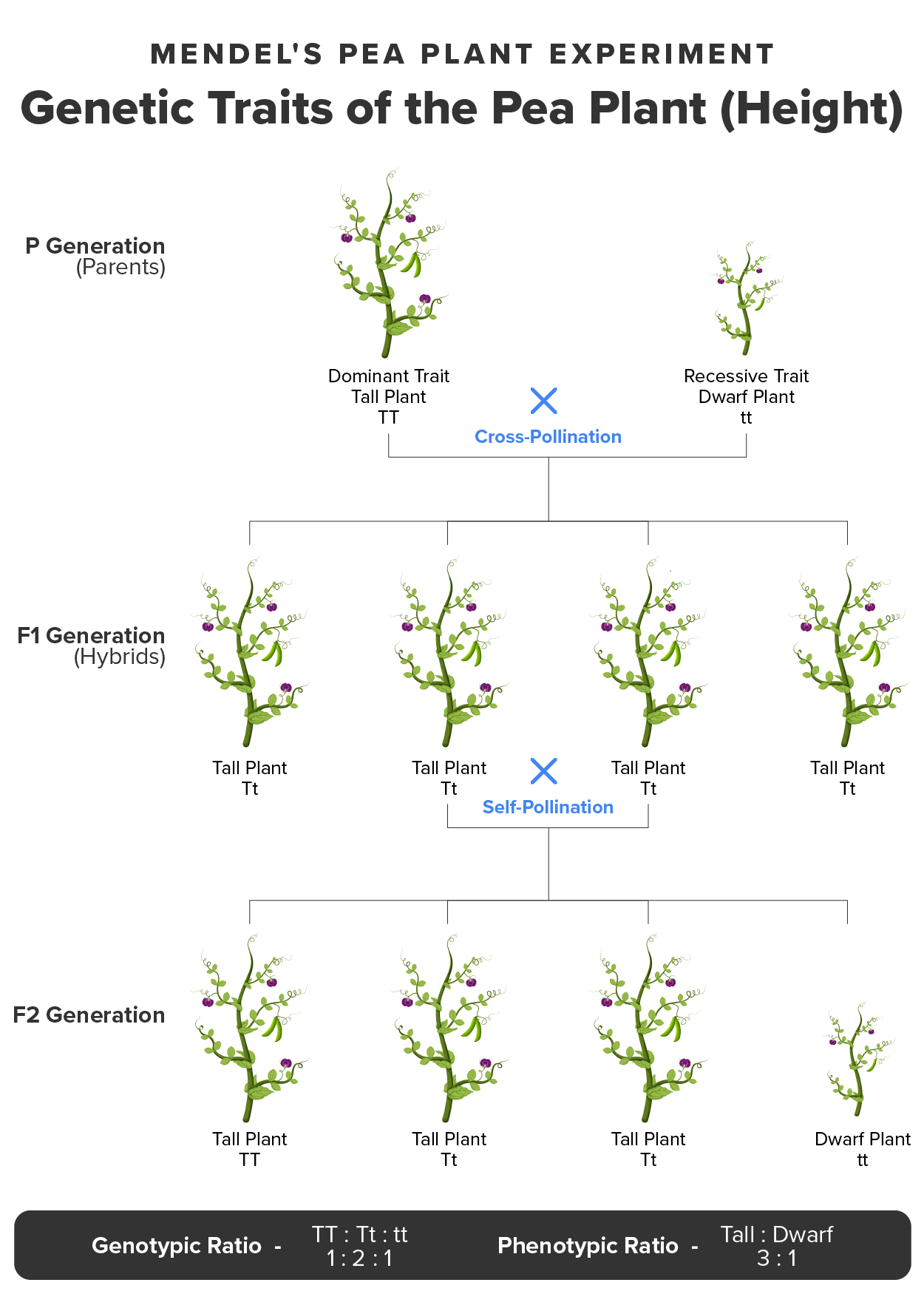 Random Segregation - In the formation of gametes, it is equally likely that either one of a pair of alleles from one parent will be passed onto the offspring. This figure follows the possible combinations of alleles through two generations following a first-generation cross of homozygous dominant and homozygous recessive parents. The recessive phenotype, which is masked in the second generation, has a 1 in 4, or 25 percent, chance of reappearing in the third generation. Tree structure of pea plants moving from P Generation (parents) to F1 Generation (Hybrids) to F2 Generation.
