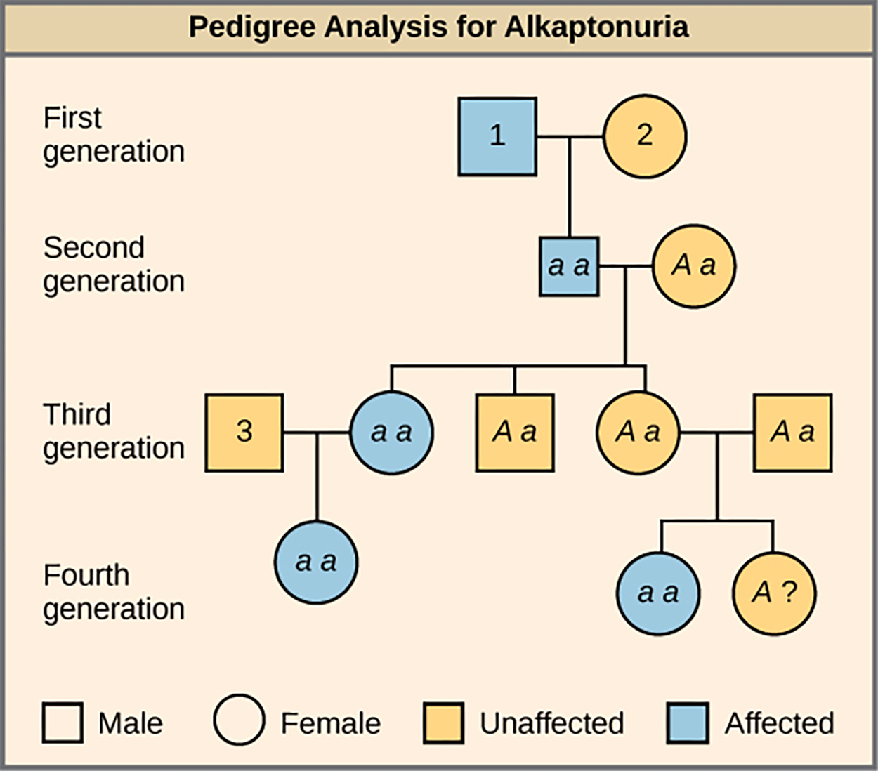 This is a pedigree of a family that carries the recessive disorder alkaptonuria. In the second generation, an unaffected mother and an affected father have three children. One child has the disorder, so the genotype of the mother must be upper case A lower case a, and the genotype of the father is lower case a lower case a. One unaffected child goes on to have two children, one affected and one unaffected. Because her husband was not affected, she and her husband must both be heterozygous. The genotype of their unaffected child is unknown and is designated upper A question mark. In the third generation, the other unaffected child had no offspring, and his genotype is therefore also unknown. The affected third-generation child goes on to have one child with the disorder. Her husband is unaffected and is labeled 3. The first generation father is affected and is labeled 1; The first generation mother is unaffected and is labeled 2.