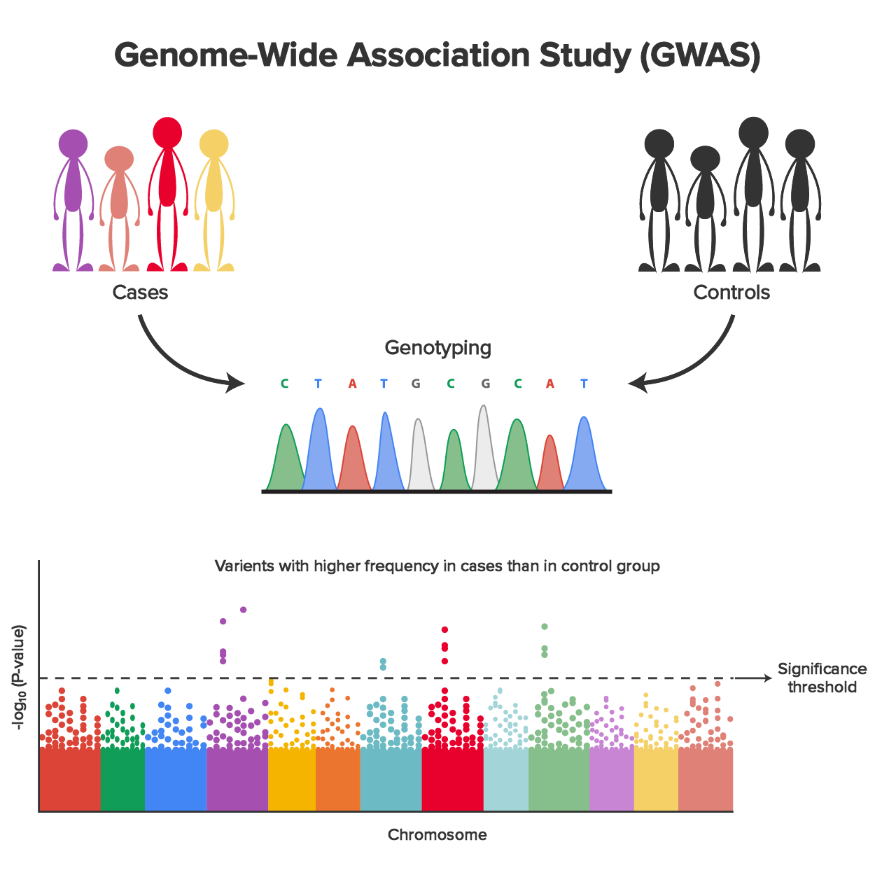 Illustration of Genome-Wide Association Study (GWAS)