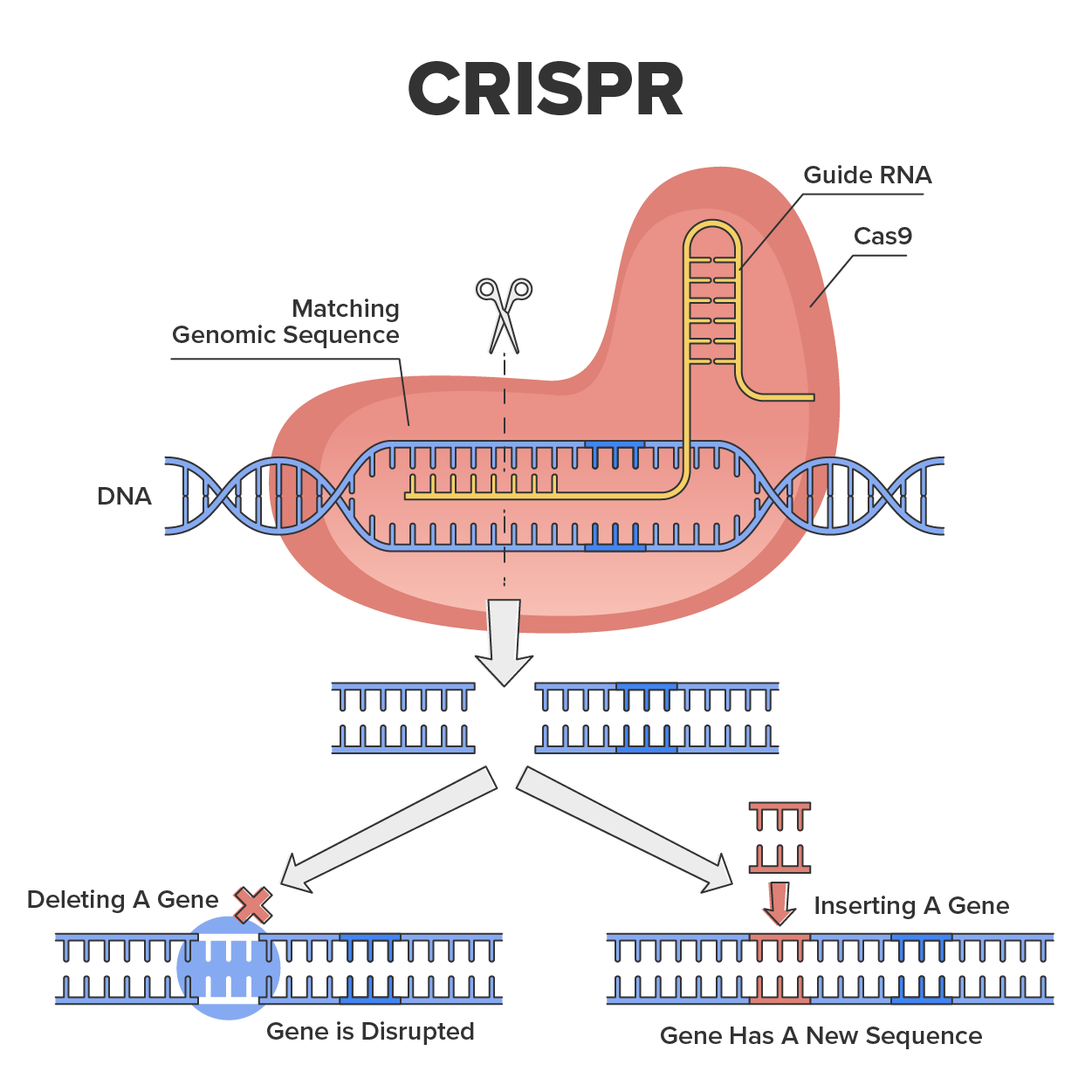 CRISPR as genetic DNA sequence engineering with gene mutation outline diagram