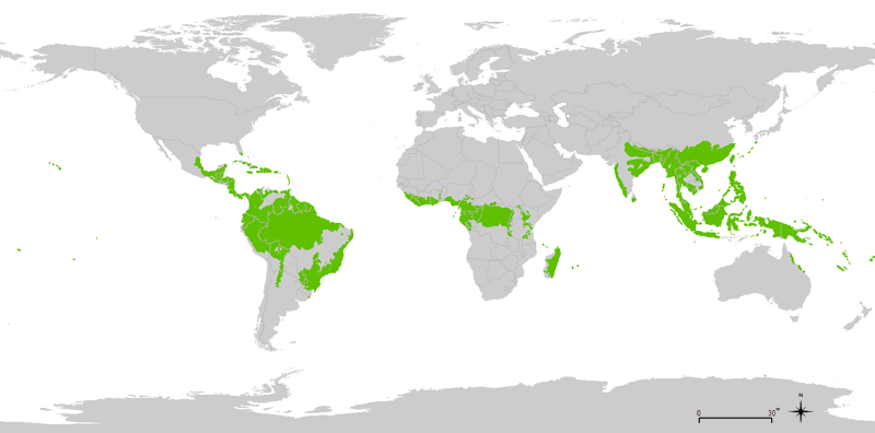 Tropical rainforest can be found in central america, the northern half of south america, central africa, indonesia, and southeast asia
