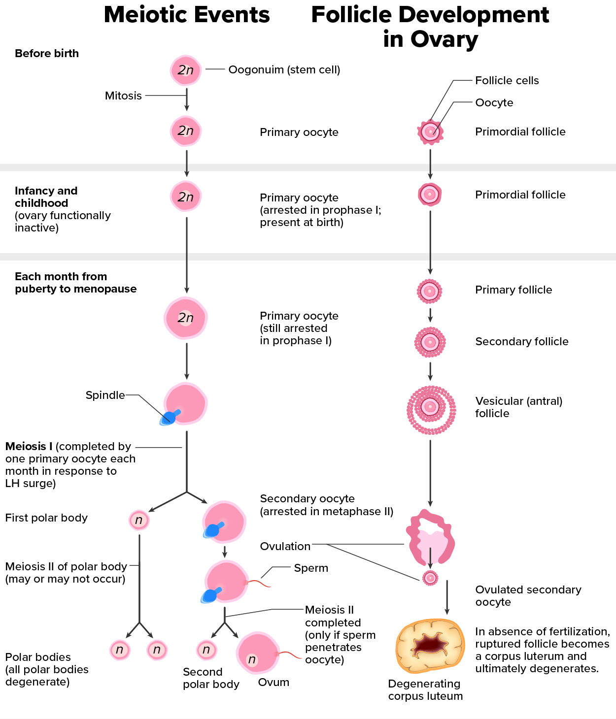 This flowchart shows the formation of oocytes in the female. The top part of the flowchart shows meiotic events and follicular development before birth, the middle part shows these events during infancy and childhood, and the bottom part is after puberty. At the center of the bottom, it is shown that meiosis II is completed if the oocyte is fertilized. The bottom right shows what happens if a secondary oocyte is not fertilized.