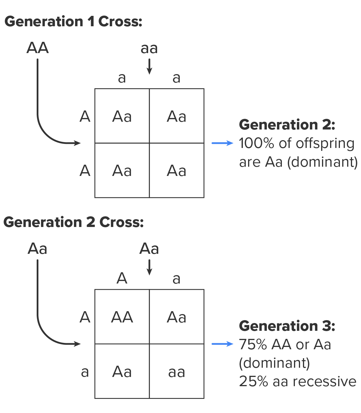 Random Segregation - In the formation of gametes, it is equally likely that either one of a pair of alleles from one parent will be passed onto the offspring. This figure follows the possible combinations of alleles through two generations following a first-generation cross of homozygous dominant and homozygous recessive parents. The recessive phenotype, which is masked in the second generation, has a 1 in 4, or 25%, chance of reappearing in the third generation. This diagram shows the genetics experiment conducted by Mendel. The top panel shows the offspring from the first generation cross and the bottom panel shows the offspring from the second generation cross.
