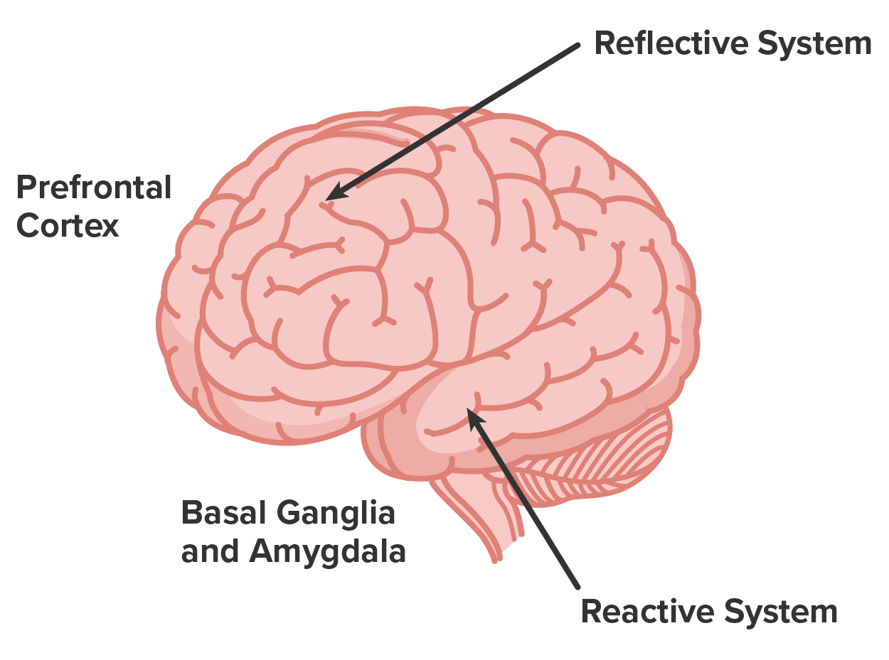 diagram of the brain showing the reflective system (prefrontal cortex) and reactive system (basal ganglia and amygdala)