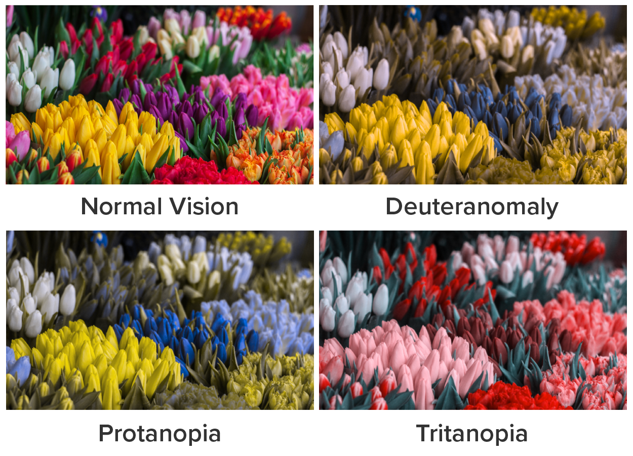 comparison of an image displaying normal vision, deuteranomaly, protanopia, and tritanopia.