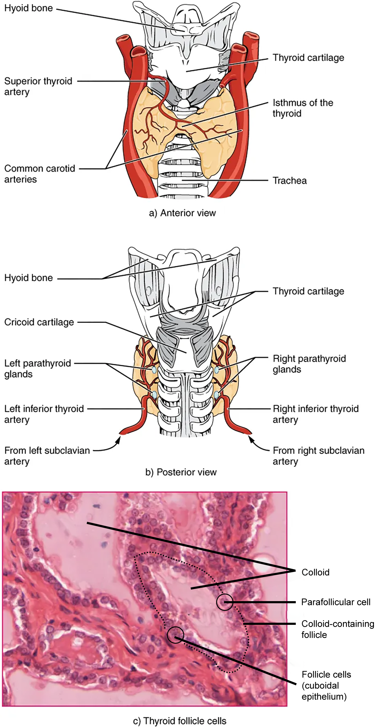 Tiroid Structure Thyroid Structure Tutorial | Sophia Learning