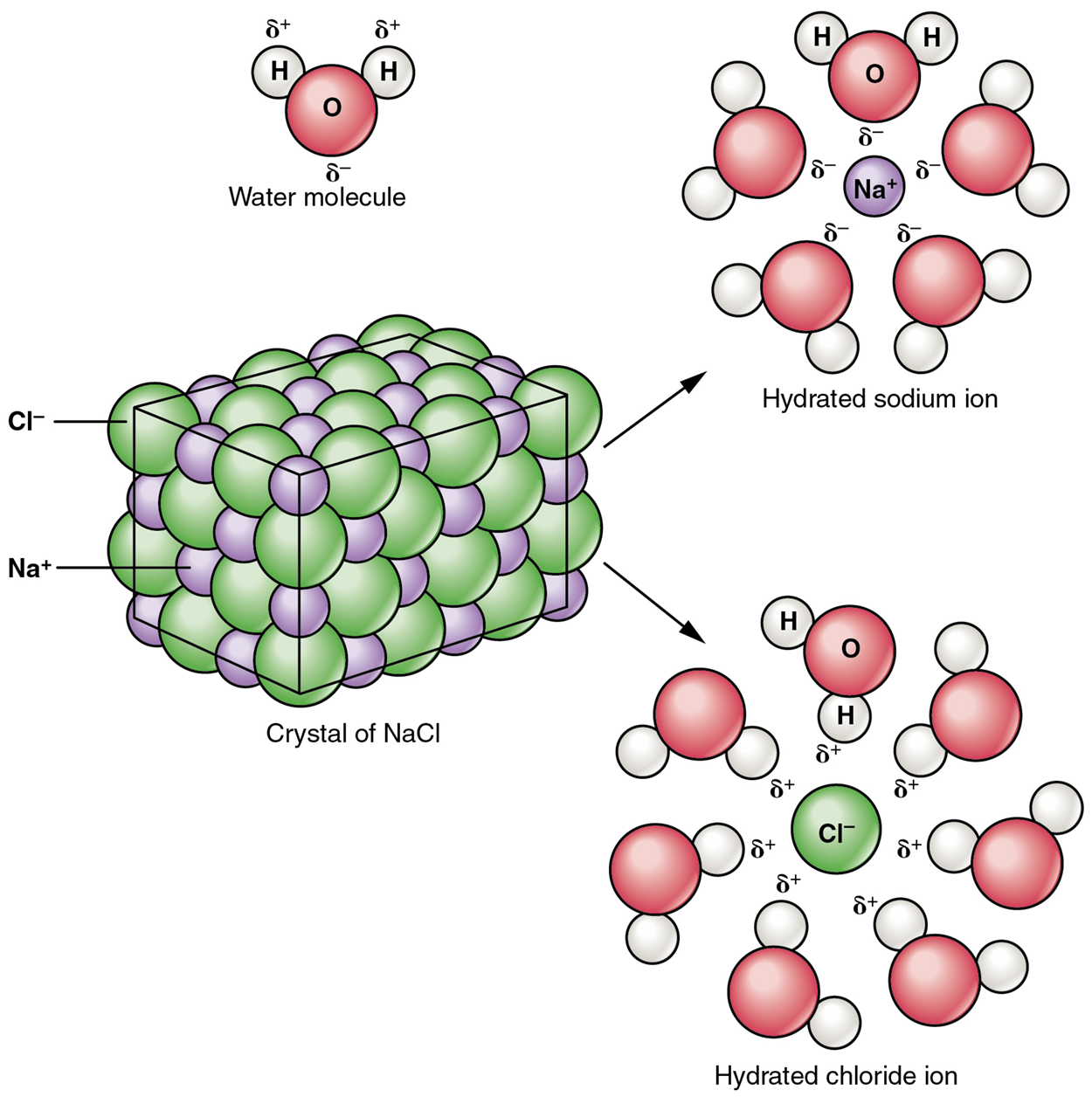 Dissociation of Sodium Chloride in Water—Notice that the crystals of sodium chloride dissociate not into molecules of NaCl but into Na⁺ cations and Cl⁻ anions, each completely surrounded by water molecules.