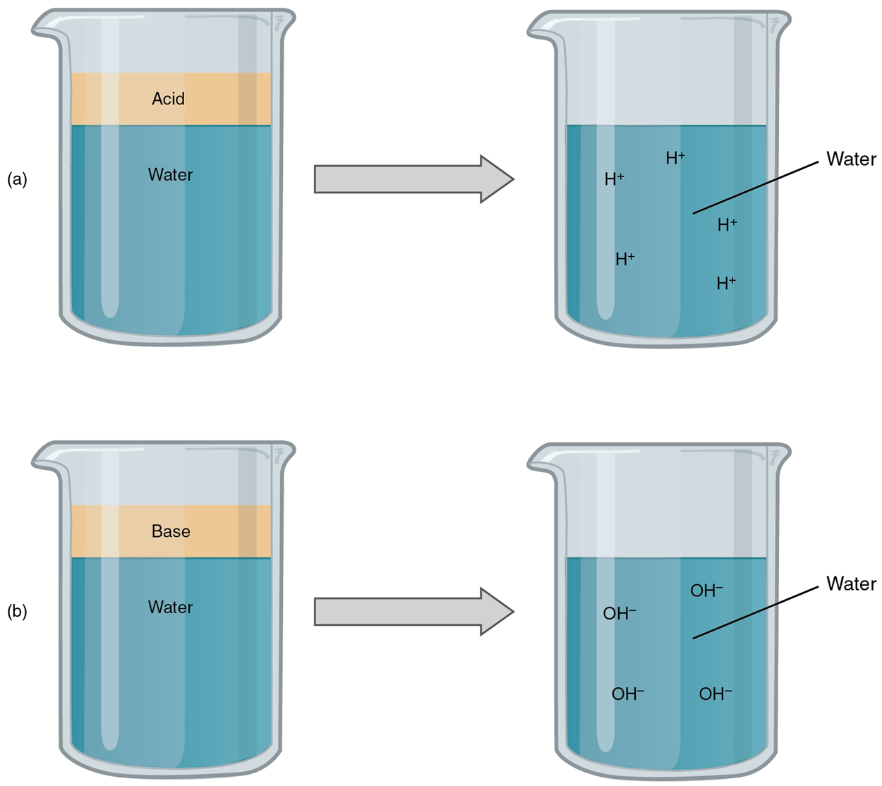Acids and Bases—(a) In aqueous solution, an acid dissociates into hydrogen ions (H⁺) and anions. Nearly every molecule of a strong acid dissociates, producing a high concentration of H⁺. (b) In an aqueous solution, a base dissociates into hydroxyl ions (OH⁻) and cations. Nearly every molecule of a strong base dissociates, producing a high concentration of OH⁻.