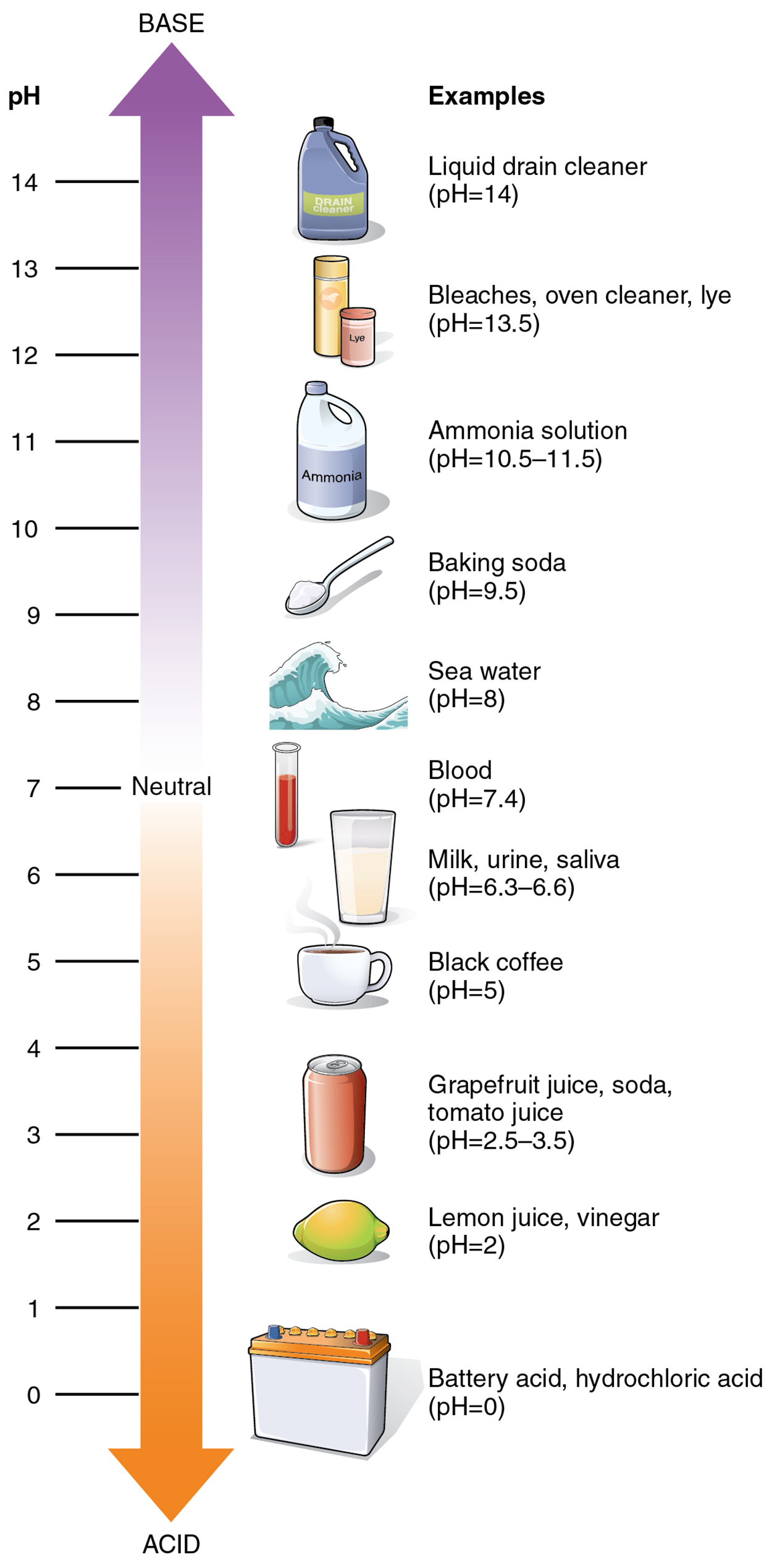 The pH Scale—The pH scale ranges in measurements from 0 to 14, where 7 is neutral (i.e., pure water), all readings below 7 are acidic, and all readings above 7 are basic. The further away from 7 a reading is, the stronger the acid or base.