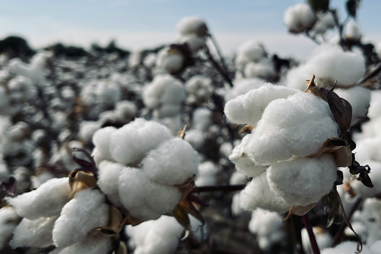 cotton growing in field