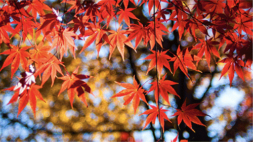Maple tree