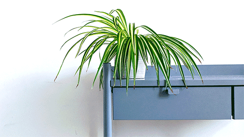 Spider plant