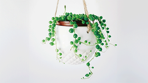 String of pearls plant