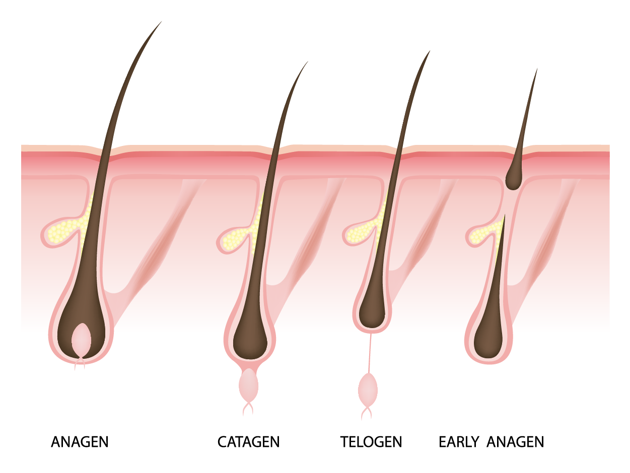 Hair Growth—The growth of hair is separated into three phases. The anagen phase is a growth phase and lasts 2–7 years. The catagen phase is a transition phase that lasts 2–3 weeks while the now club hair separates from the hair matrix. The telogen phase is a 2- to 4-month period of rest and no growth. With the new cycle, a new hair will be produced, the club hair will be pushed out, and the cycle will begin again.