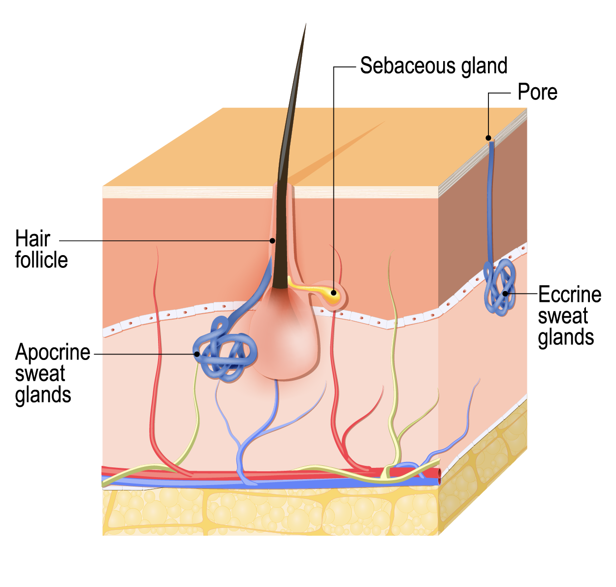 Sweat Glands—Eccrine glands are smaller coiled glands in the dermis that release sweat that is mostly water directly onto the surface of the skin. Apocrine glands are larger coiled glands in the dermis or hypodermis that release sweat containing water and organic compounds, most often into a hair follicle.