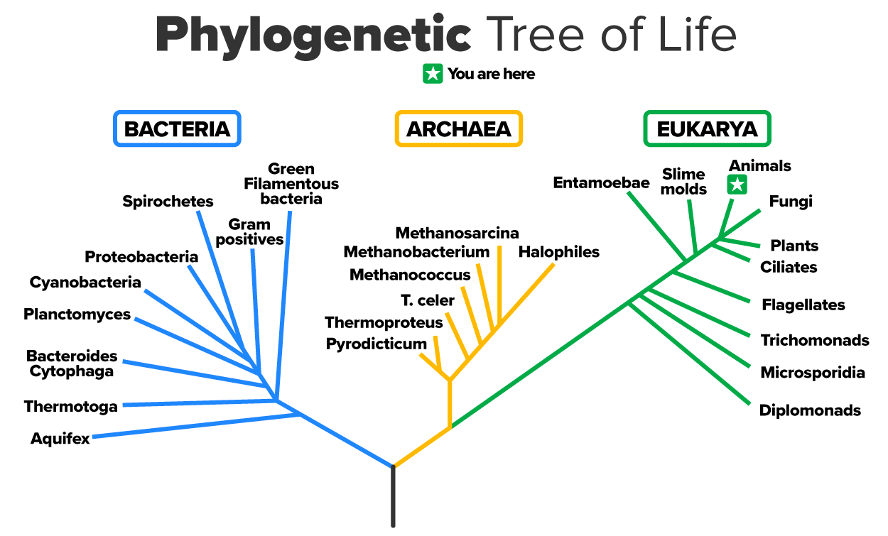 In the evolution of life on Earth, the three domains of life—Archaea, Bacteria, and Eukarya—branch from a single point.