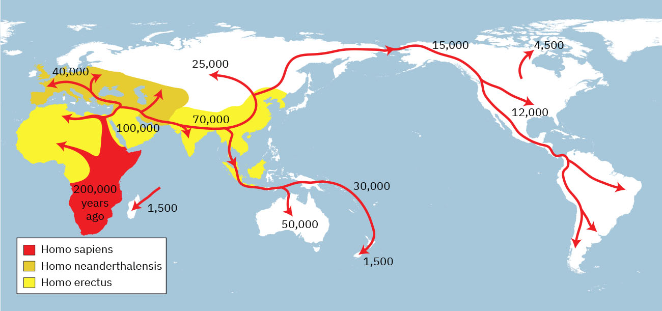 Migration of the Earliest Humans—<i>Homo sapiens</i> first expanded around south and eastern Africa before embarking on migrations that eventually took them around the world. Source: Modification of work “Spreading of <i>Homo sapiens</i>” by “NordNordWest” Wikimedia Commons, Public Domain.