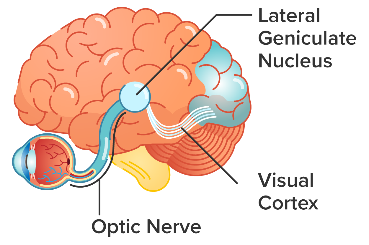 A diagram focusing on the eye and brain to illustrate the visual processing system. It shows the pathway from the eye to the brain, with parts labeled as ‘Optic Nerve,’ ‘Lateral Geniculate Nucleus,’ and ‘Visual Cortex.’ It shows how visual information is transmitted from the eye and processed in various brain regions.