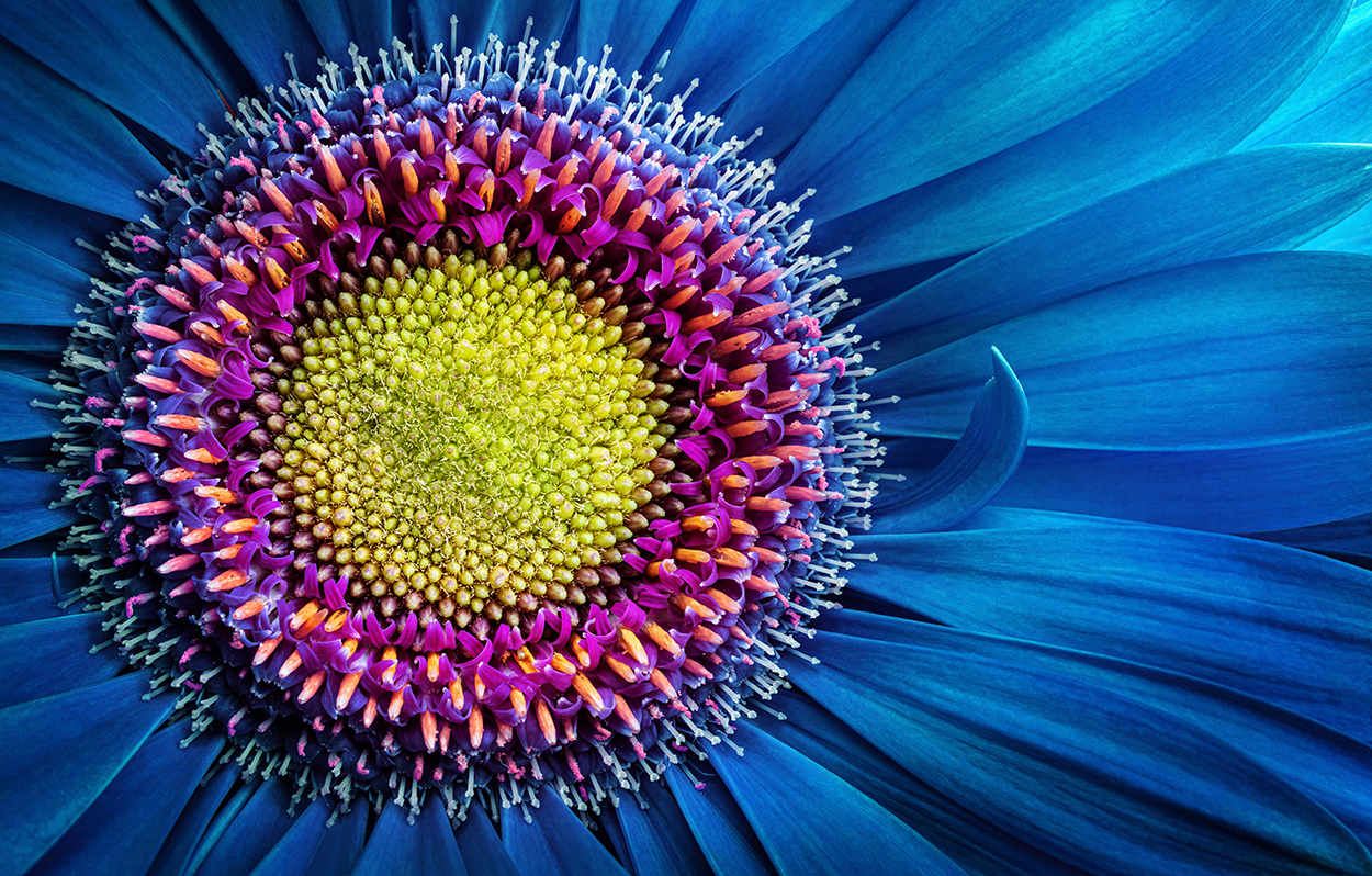 A flower shows patterns in nature