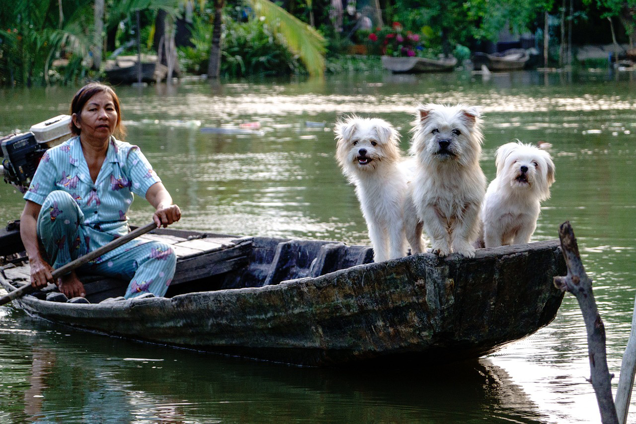 A photograph of a woman rowing a boat with three dogs demonstrates visual balance.